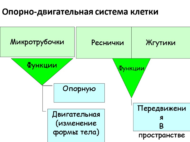 Опорно-двигательная система клетки Микротрубочки Реснички Жгутики Функции Передвижения В пространстве Функции Двигательная  (изменение